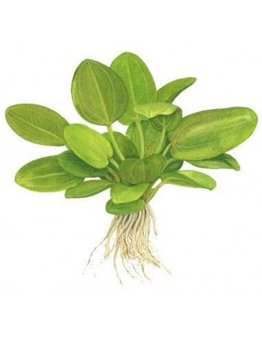 Echinodorus 'Aquartica'