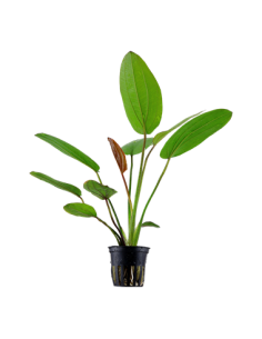 Echinodorus 'Barthii'