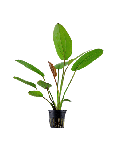 Echinodorus 'Barthii'