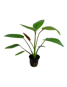 Echinodorus 'Barthii' 2