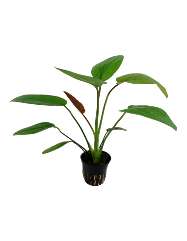 Echinodorus 'Barthii'