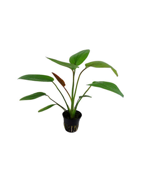 Echinodorus 'Barthii'