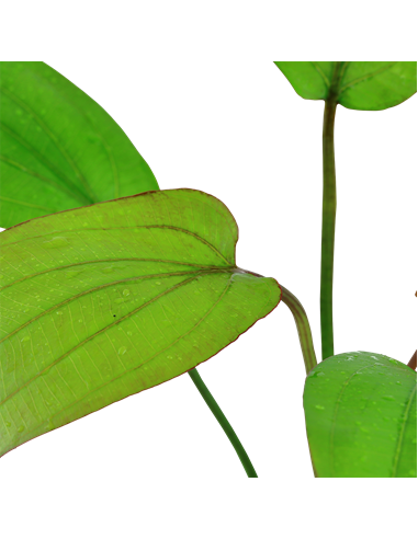 Echinodorus 'Barthii'