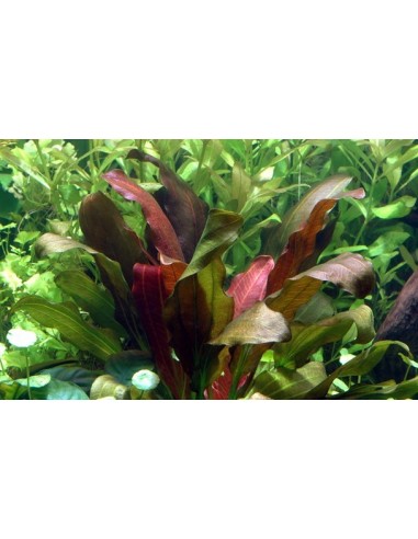 Echinodorus 'Barthii'