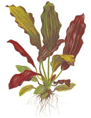 Echinodorus 'Barthii'