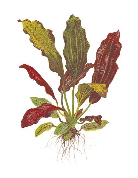 Echinodorus 'Barthii'