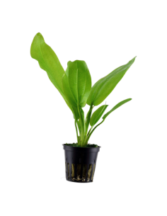 Echinodorus cordifolius 'Fluitans'