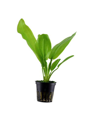 Echinodorus cordifolius 'Fluitans'