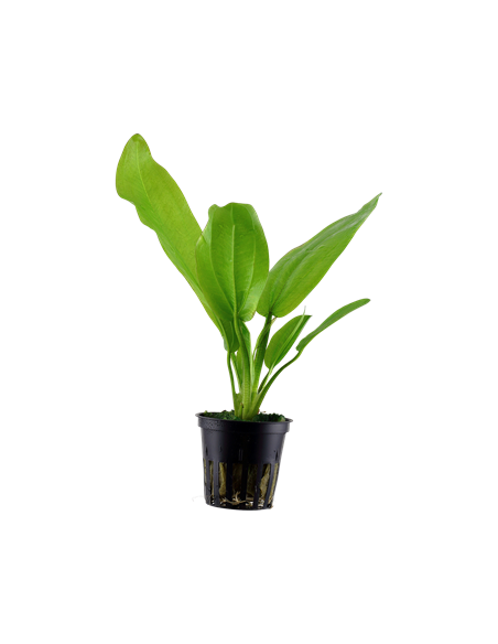 Echinodorus cordifolius 'Fluitans'