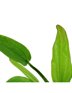 Echinodorus cordifolius 'Fluitans' 2