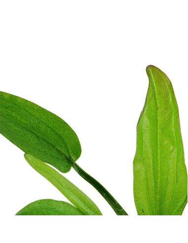 Echinodorus cordifolius 'Fluitans'