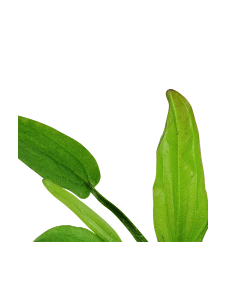 Echinodorus cordifolius 'Fluitans'