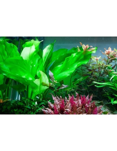 Echinodorus cordifolius 'Fluitans'