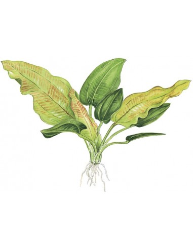 Echinodorus cordifolius 'Fluitans'