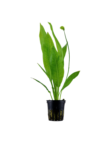 Echinodorus grisebachii 'Bleherae'