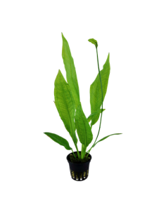 Echinodorus grisebachii 'Bleherae' 2