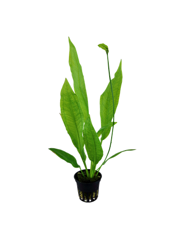 Echinodorus grisebachii 'Bleherae'