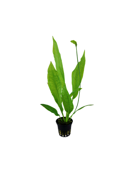 Echinodorus grisebachii 'Bleherae'