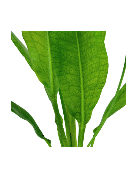 Echinodorus grisebachii 'Bleherae'