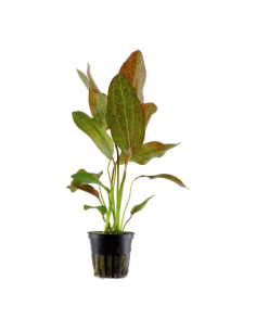 Echinodorus 'Ozelot'