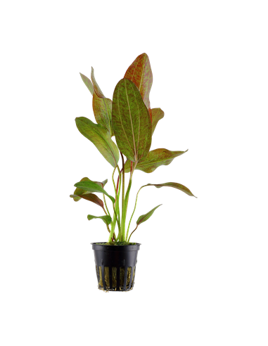 Echinodorus 'Ozelot'