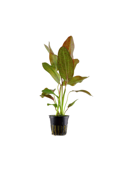 Echinodorus 'Ozelot'
