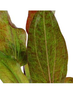 Echinodorus 'Ozelot' 2