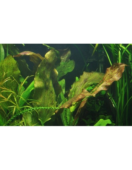 Echinodorus 'Ozelot'