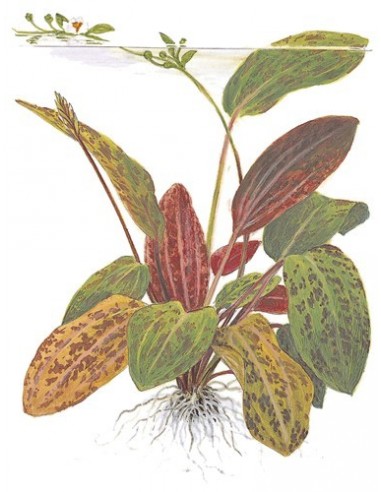Echinodorus 'Ozelot'
