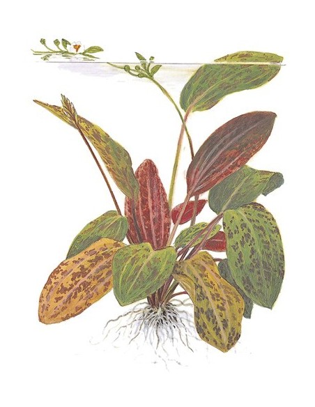 Echinodorus 'Ozelot'