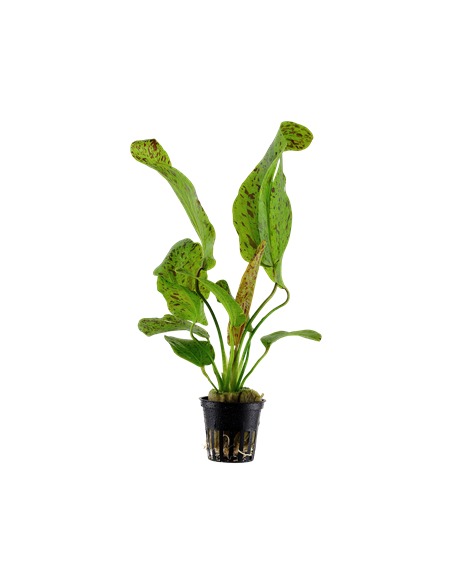 Echinodorus 'Ozelot Green'