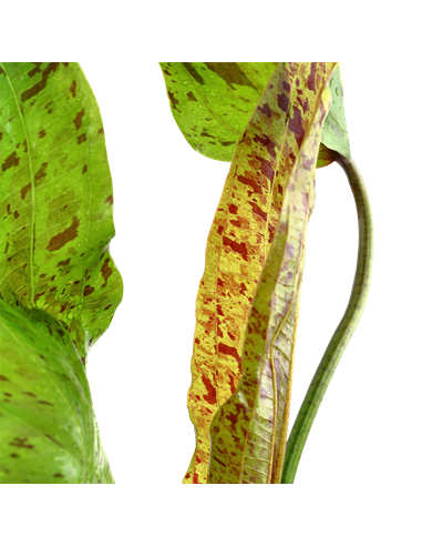 Echinodorus 'Ozelot Green'