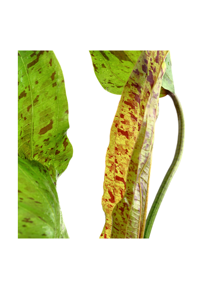 Echinodorus 'Ozelot Green'