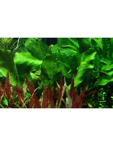 Echinodorus 'Ozelot Green'