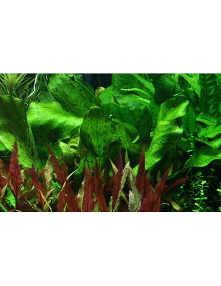 Echinodorus 'Ozelot Green'