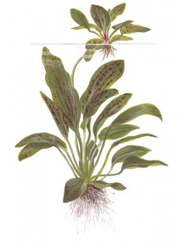 Echinodorus 'Ozelot Green'