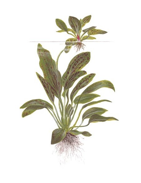 Echinodorus 'Ozelot Green'