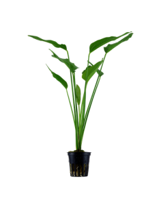 Echinodorus palifolius