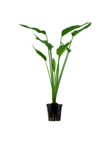 Echinodorus palifolius