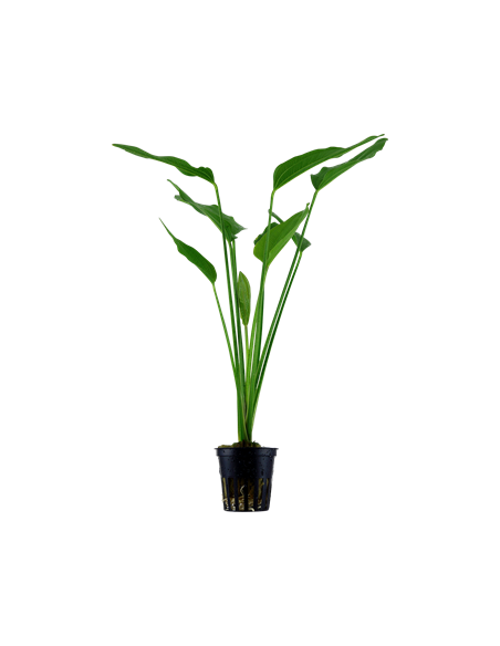 Echinodorus palifolius