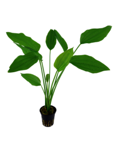 Echinodorus palifolius 2