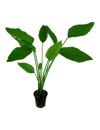 Echinodorus palifolius