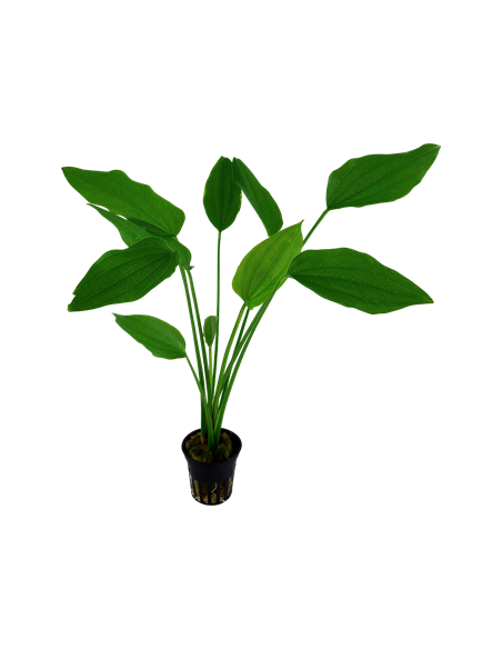 Echinodorus palifolius