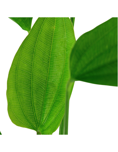 Echinodorus palifolius