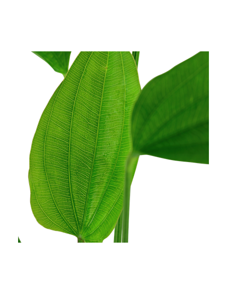 Echinodorus palifolius