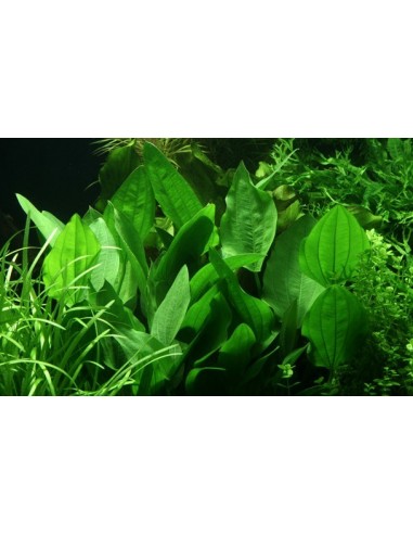 Echinodorus palifolius