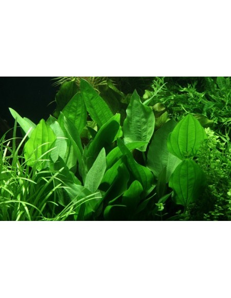 Echinodorus palifolius