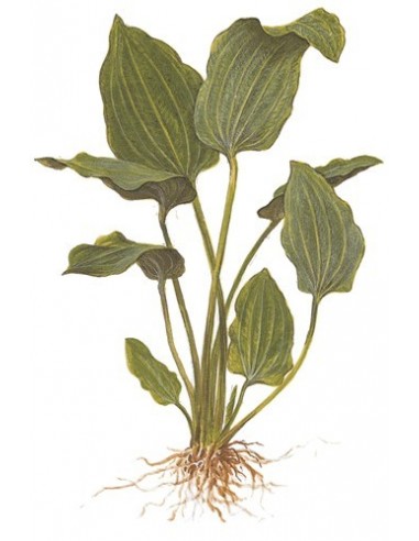 Echinodorus palifolius