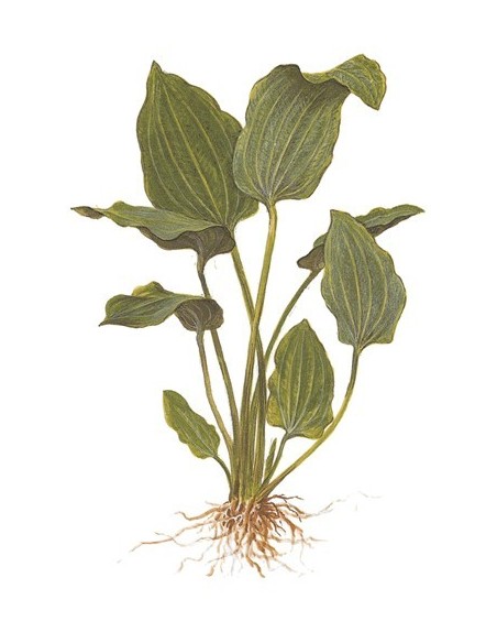 Echinodorus palifolius