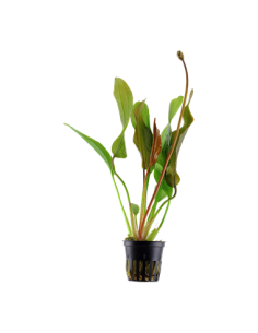 Echinodorus 'Red Diamond'